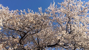 春風舞う、今日この頃【澤田】