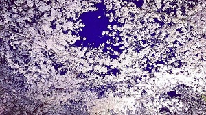 桜【新江】